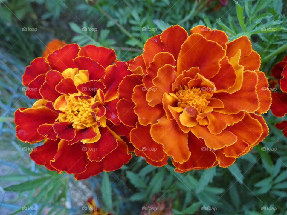 marigold, orange flower