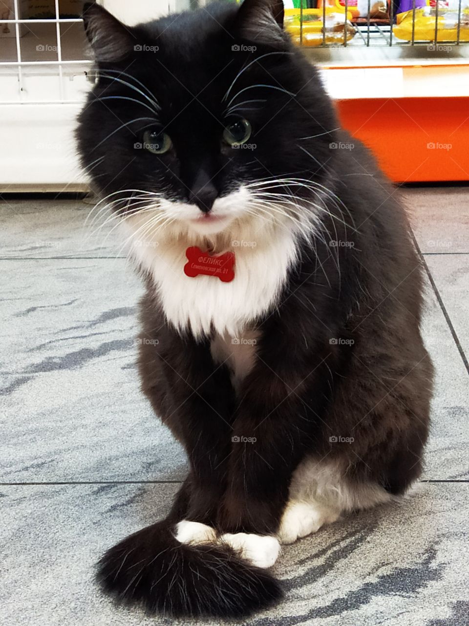 Pet shop guard