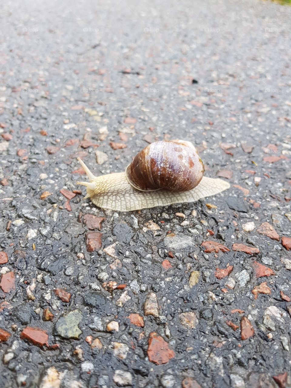 snail with house.