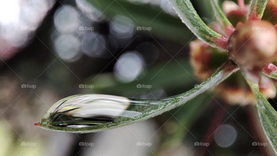 Droplet on leaf