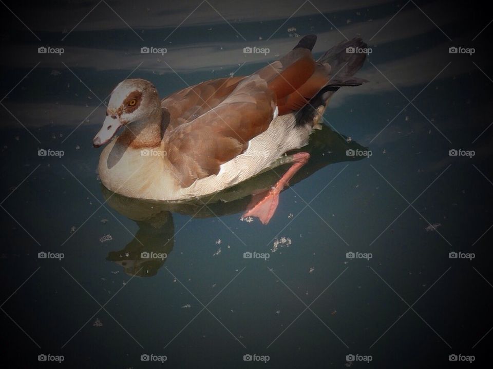Swimming duck