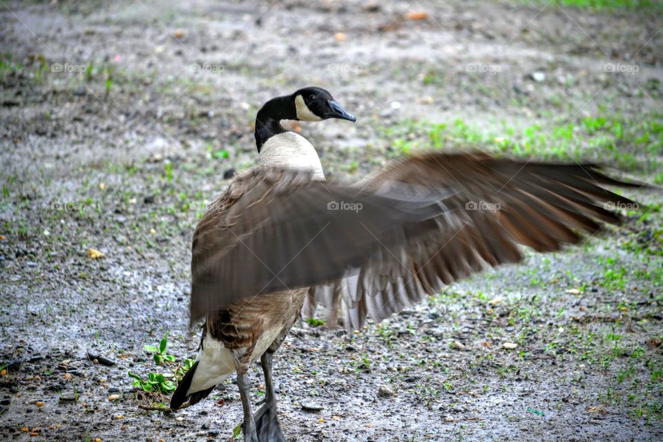 Canadian Goose on the Attack