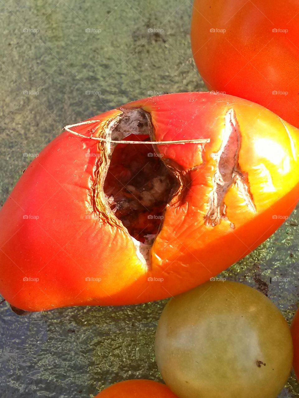 Brighter Rotten Tomato