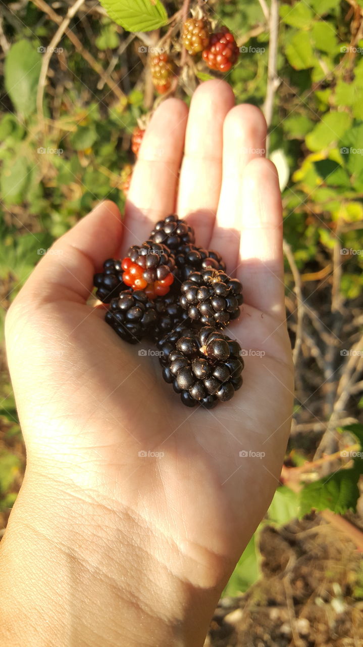 Berries