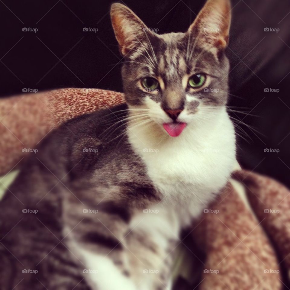 Cat sticking out tongue 