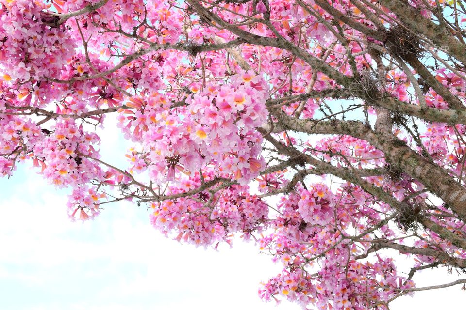 Low angle view of a cherry bloom tree