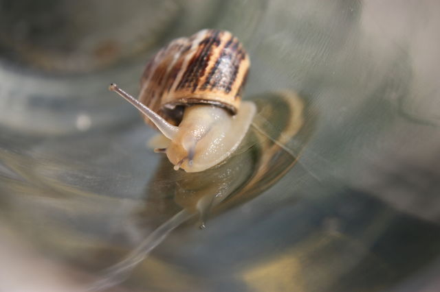 caracol