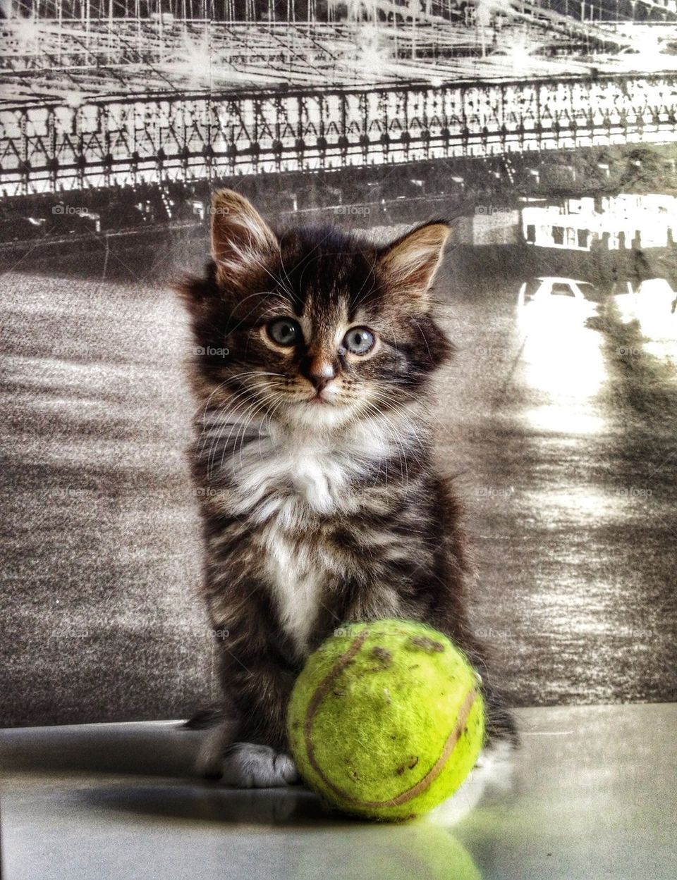 Tiny Kitten Big Tennisball