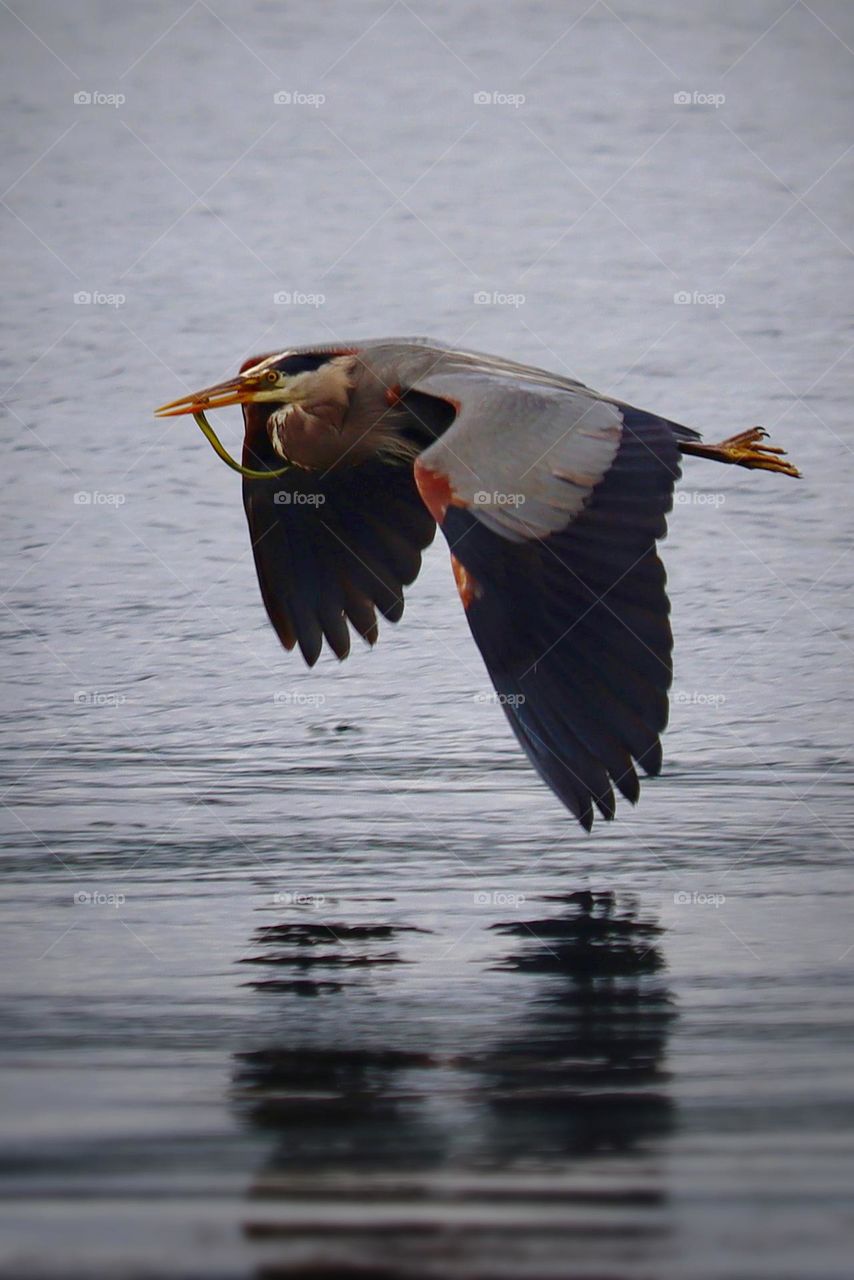 The stunning great blue heron takes flight over the cool blue waters of the Puget Sound, it’s catch of the day firmly held in its beak