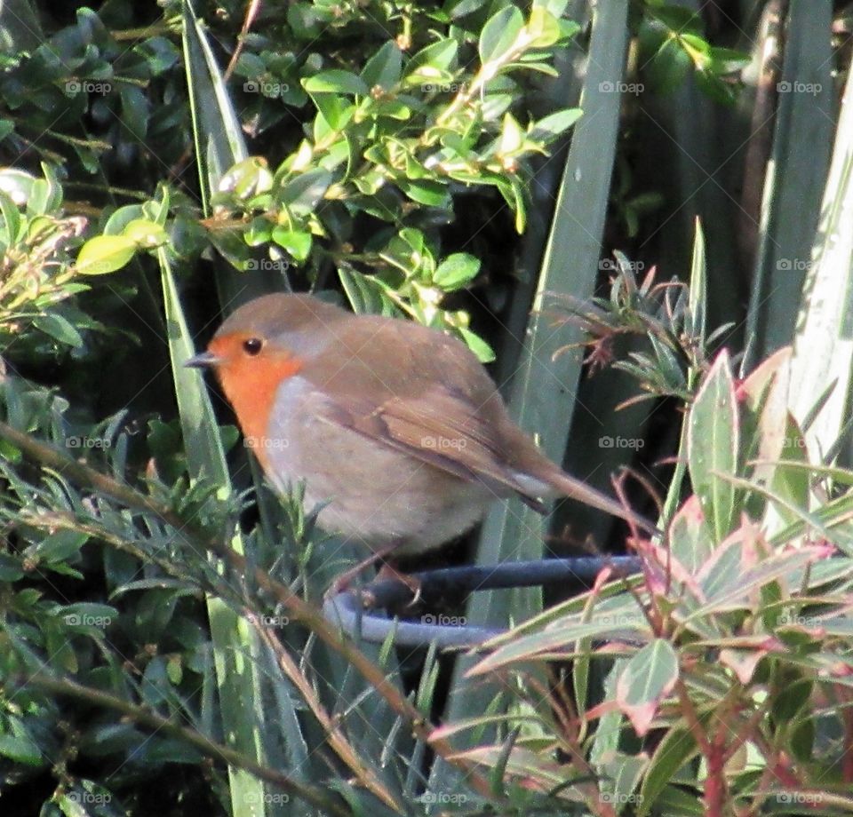 Robin perched on a flower stand in the garden