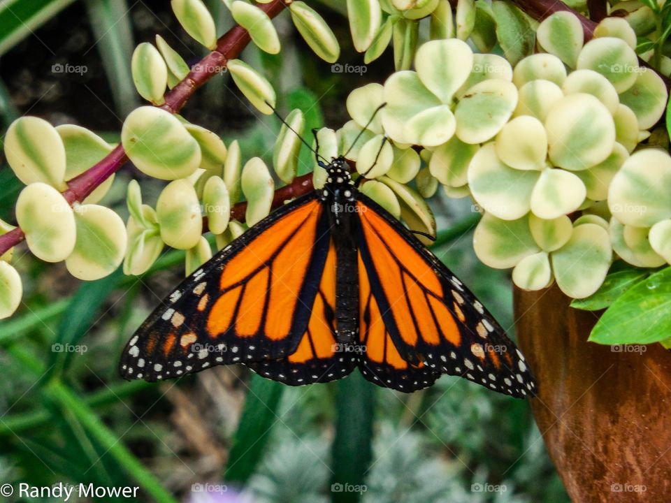 Nature, Butterfly, No Person, Insect, Outdoors