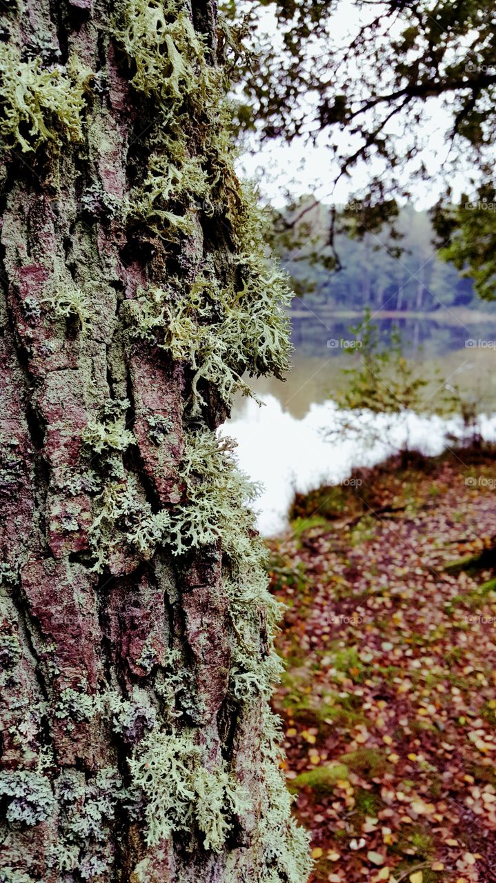 Lichens on the bark of the tree.