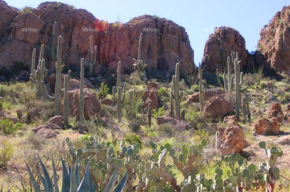 Beauty of Saguaro Cactus