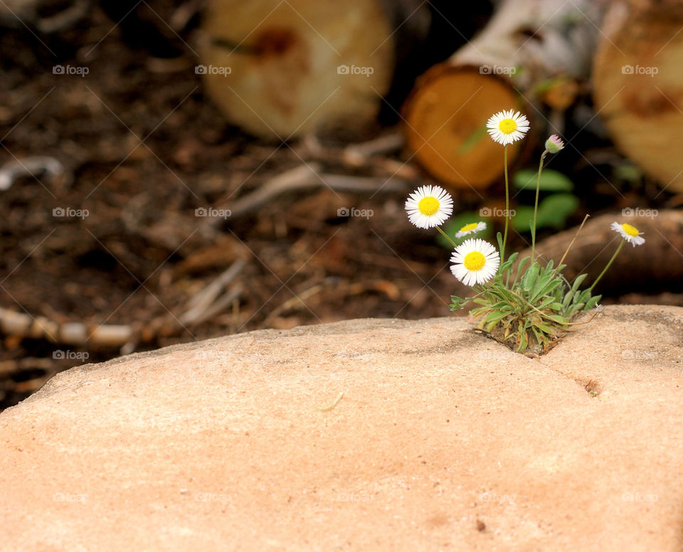 High angle view of flowers