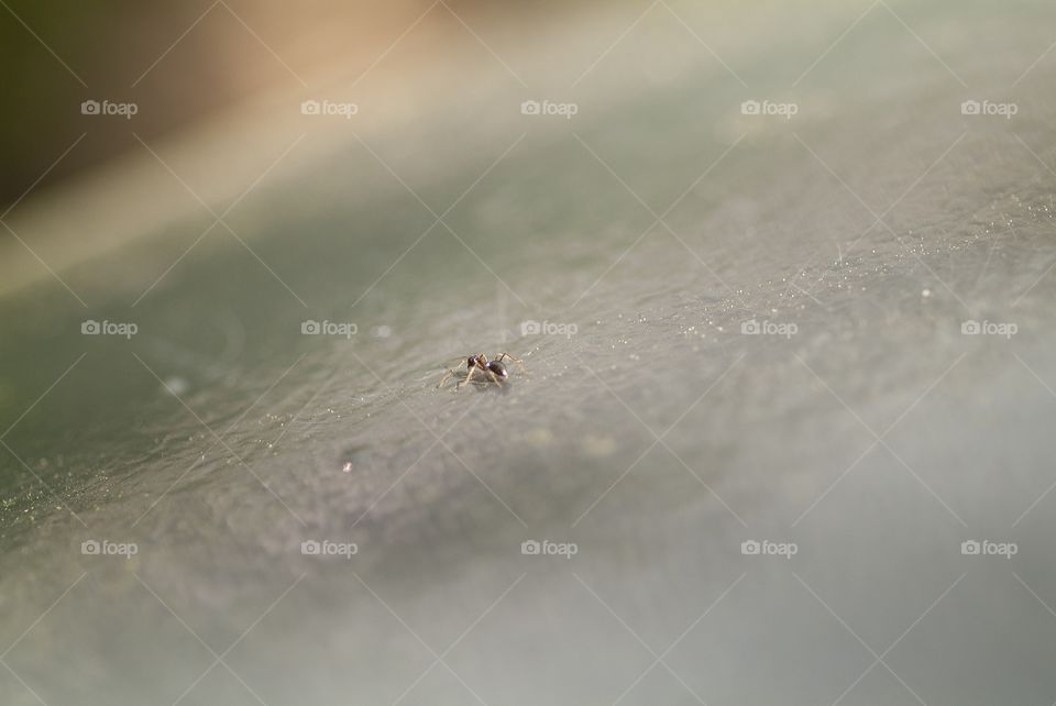 An ant soldiers across an old steel pipe.