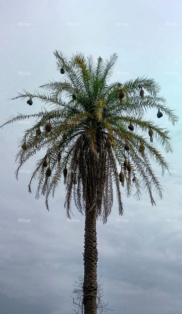 sparrow house on a palm tree