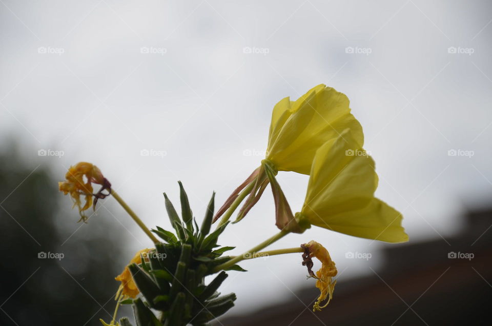 blossoms