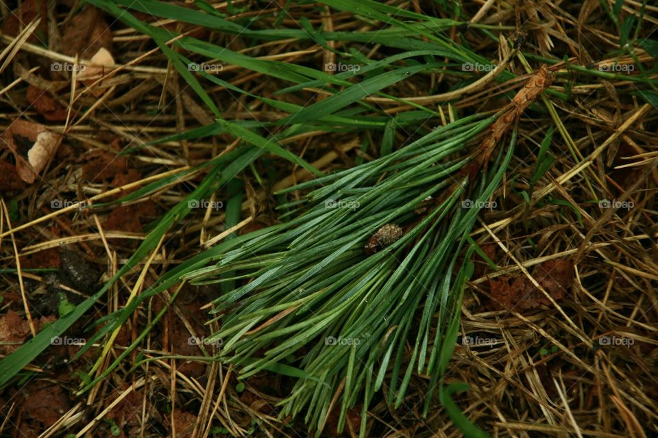 pine tree needles
