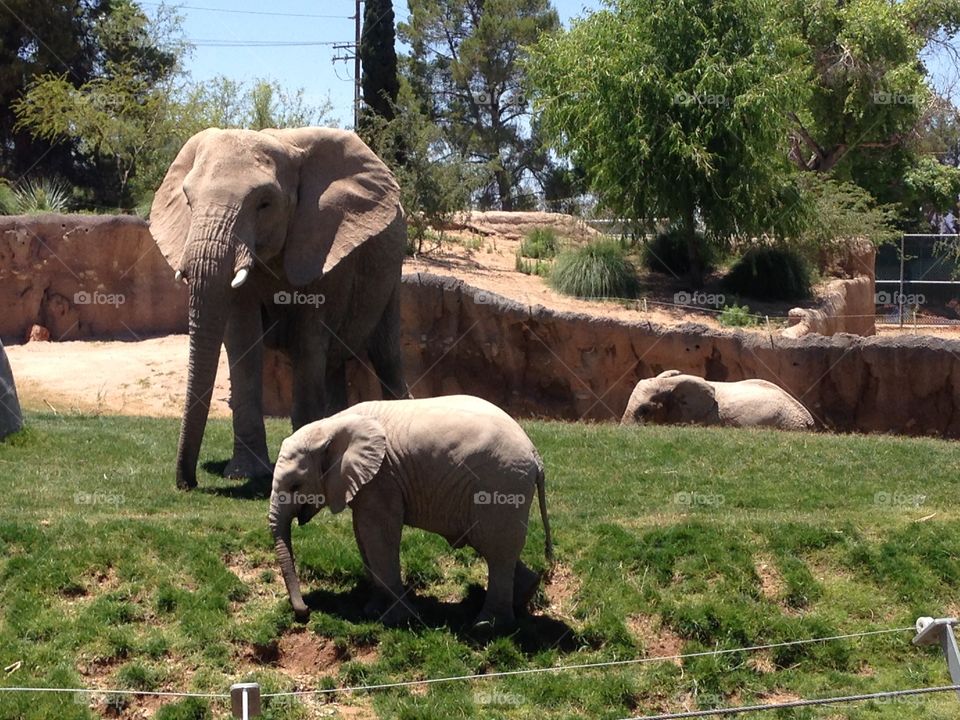 Elephant love. Tucson Zoo