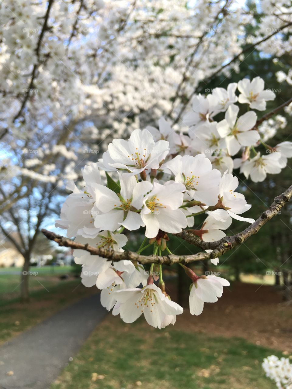 Beautiful white cherry blossoms in the park.