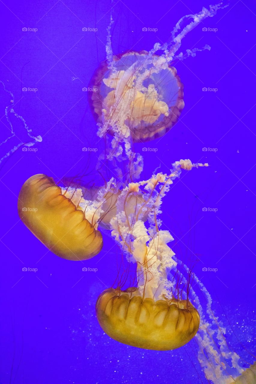 Jellyfish 