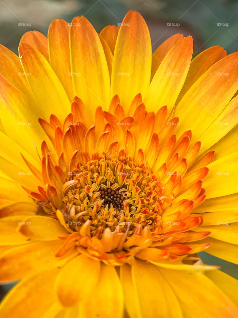 Macro view of the centre of a yellow blooming daisy