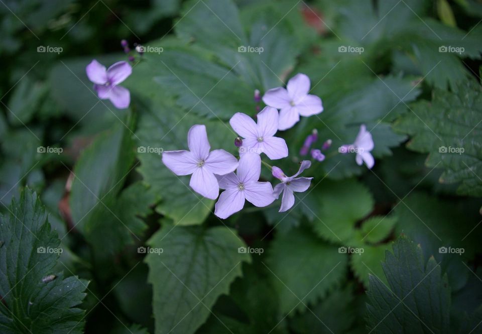 Blooming purple wildflowers