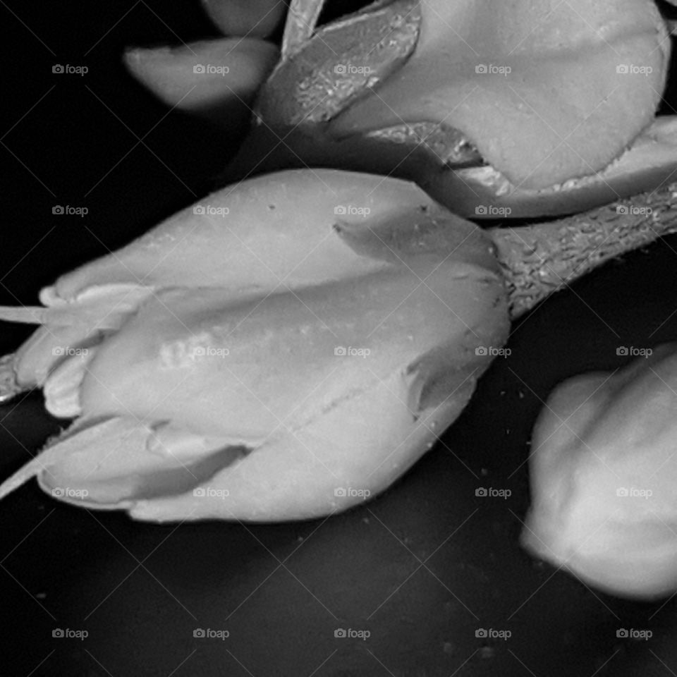 No Person, Monochrome, One, Flower, Water
