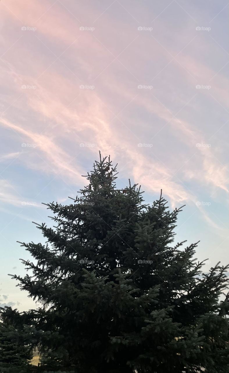 Tree meets beautiful skies