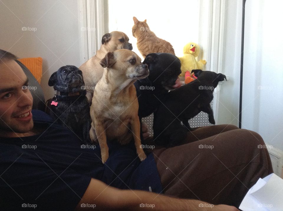 Home from college and all the dogs and cat want to sit on your lap at once, Chug breed