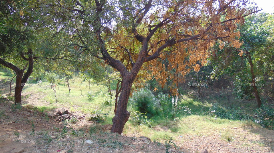 Sun temple park trees