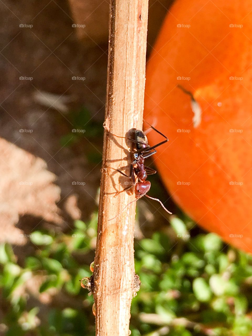 Large worker ant climbing along branch twig