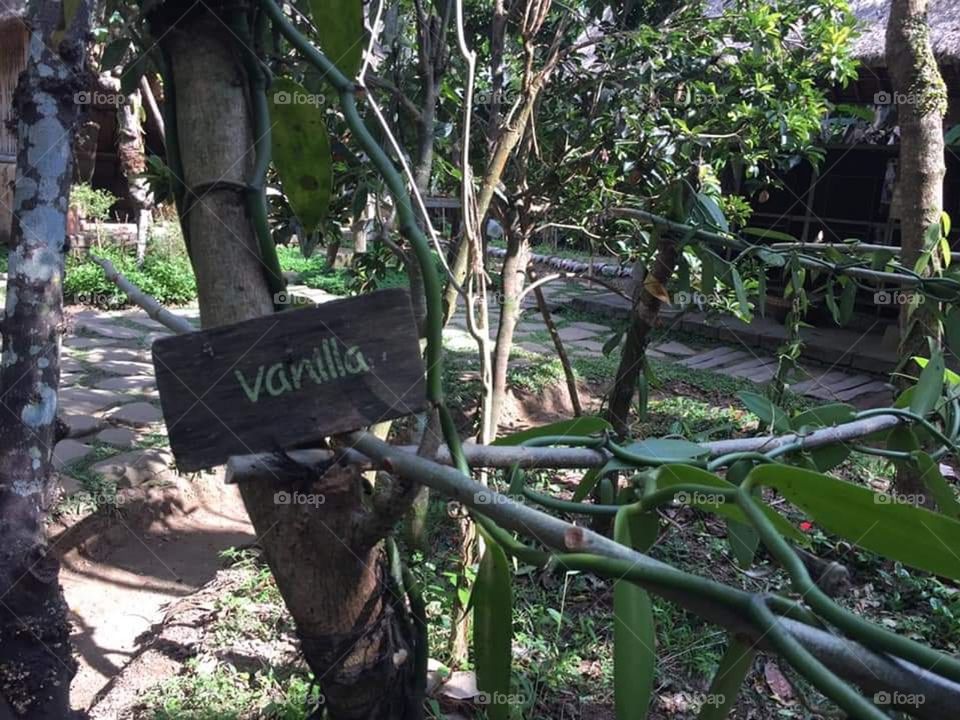 vanilla tree