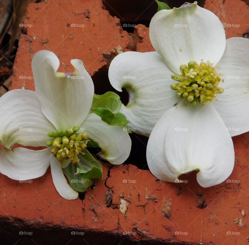 Early signs of spring mission