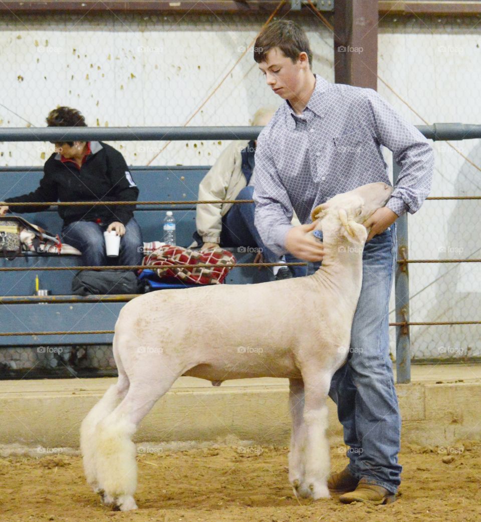 Boy with sheep