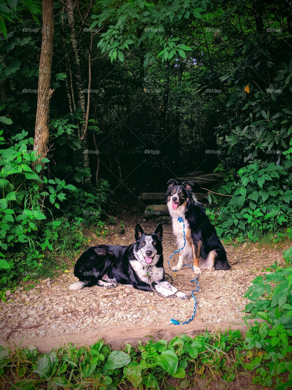 dogs sit at base of hiking trail, waiting patiently to go for a fun walk in the forested woods of the Blue Ridge Parkway in North Carolina.