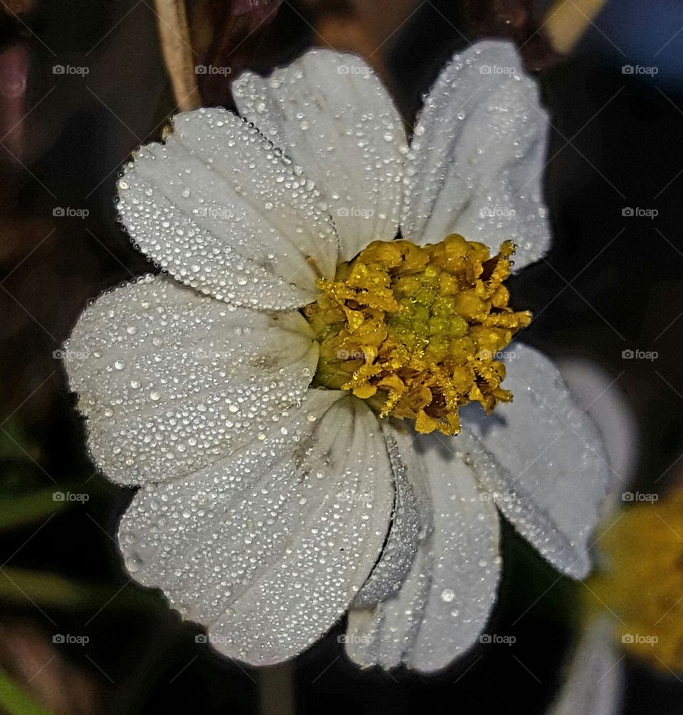 dew on wildflower