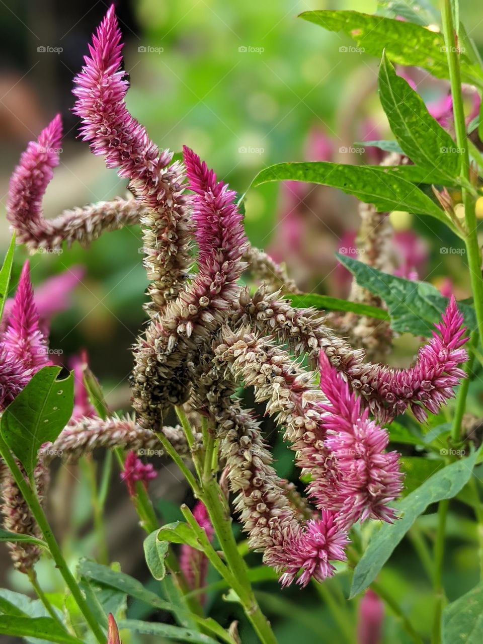 Celosia cristata