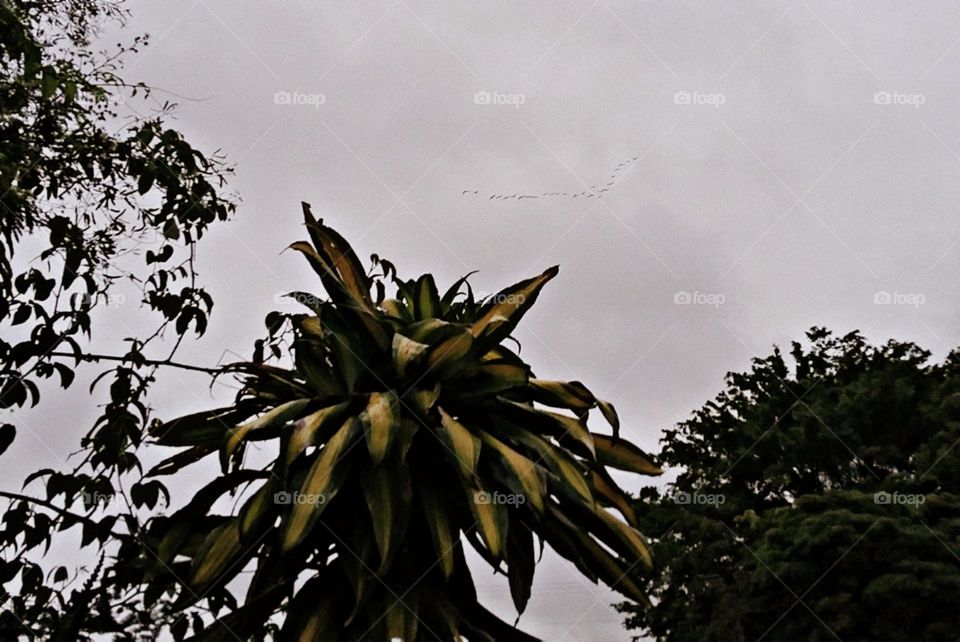 Colar de passaros no céu