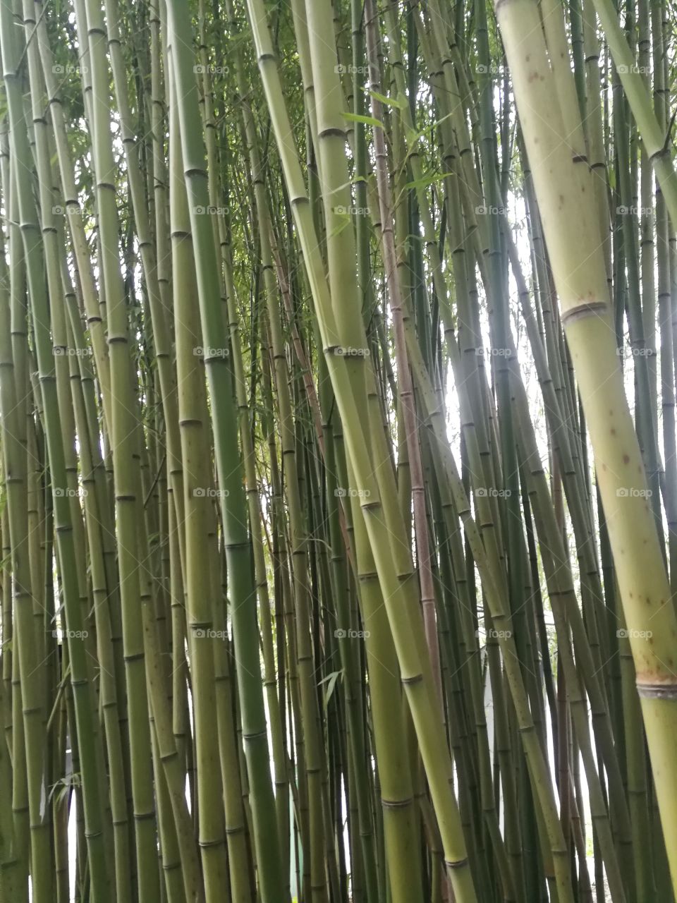 Bamboo