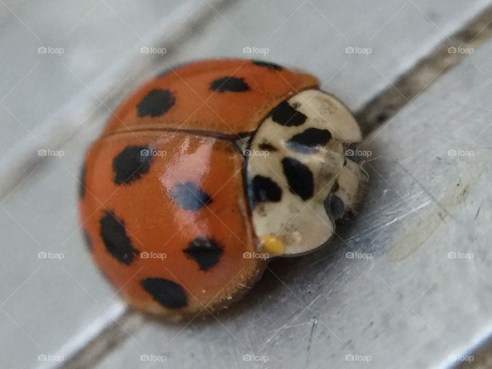 Macro ladybug