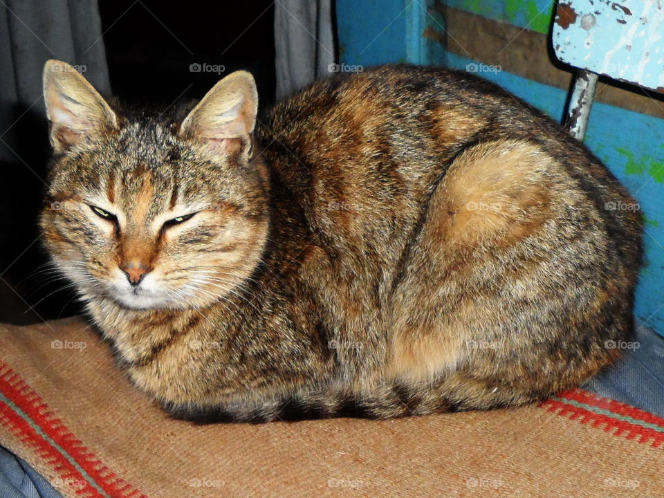 Beautiful rural life