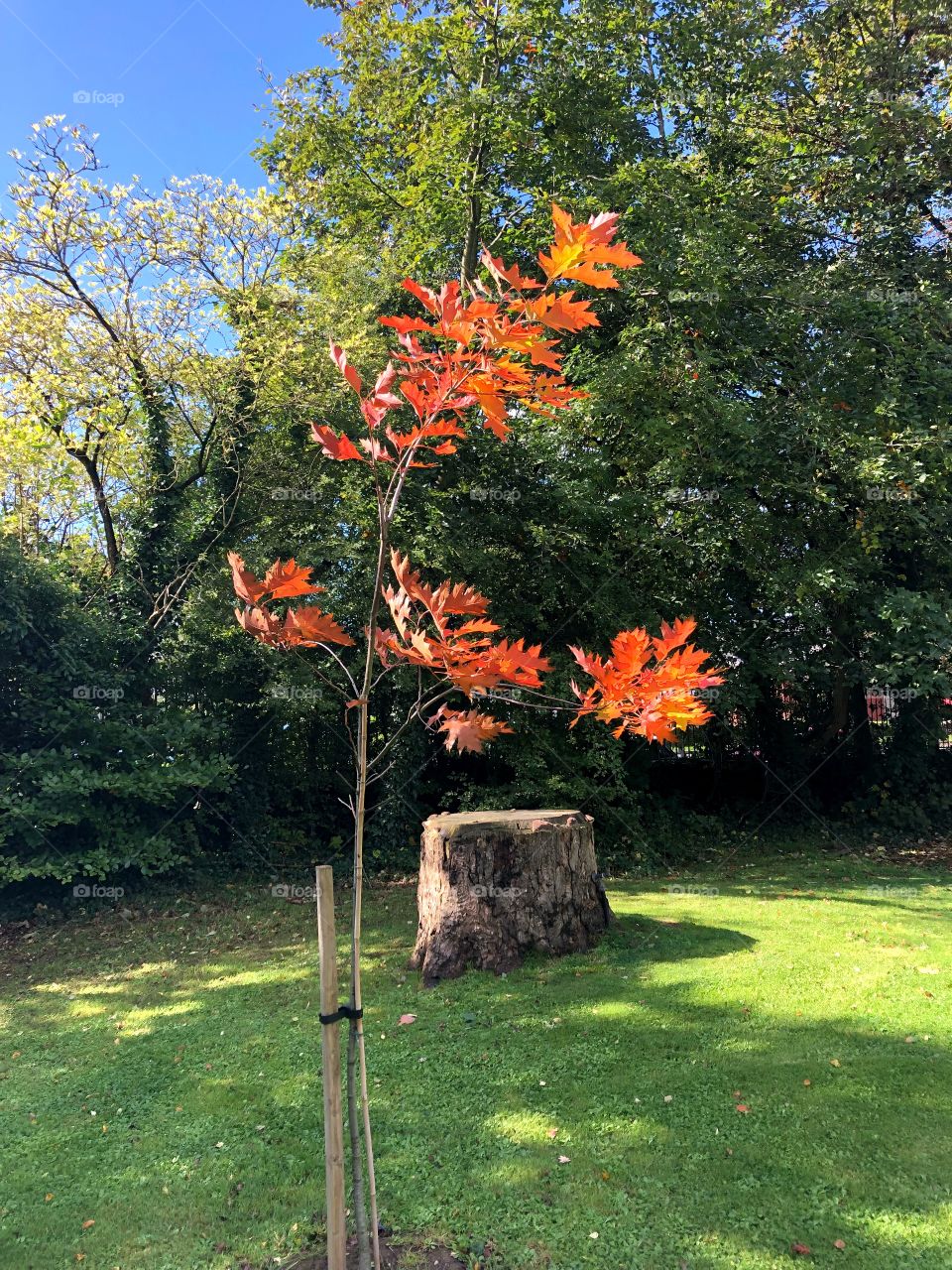 Fall in Ireland 