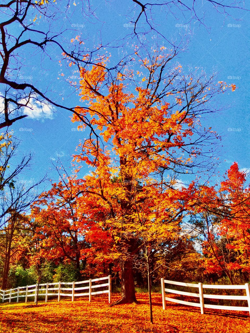 Blinding autumn in MI 