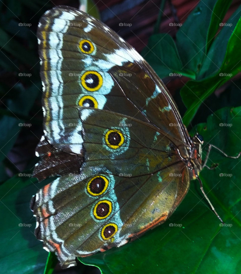 Butterfly