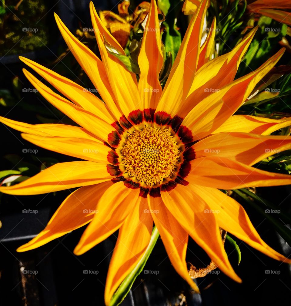 Beautiful yellow flower—taken in Ludington, Michigan 