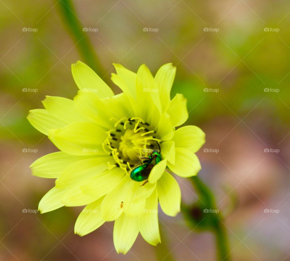 Dandelion and green orchid bee