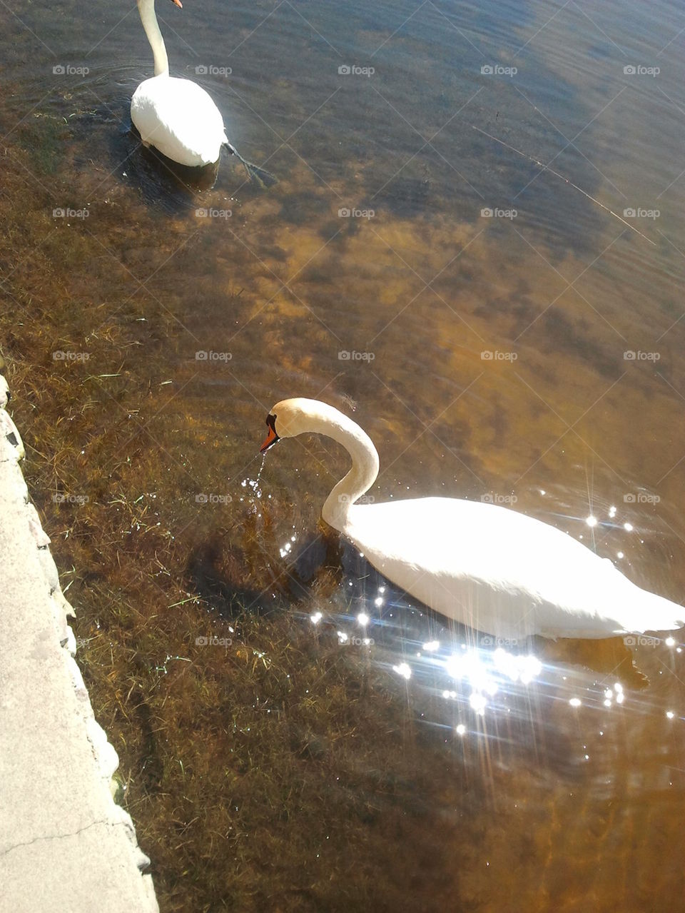 swans
