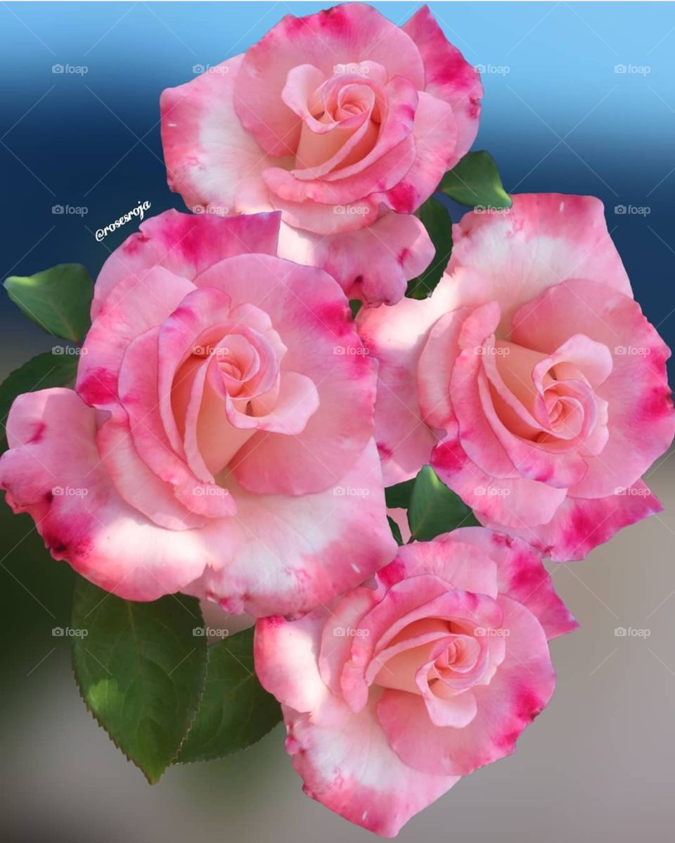 Pink rose