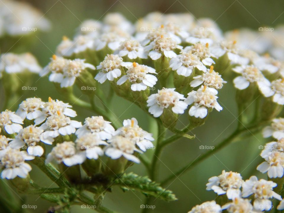 Yarrow in macro, medicinal plant with small white flowers